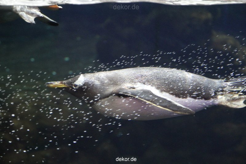 duesseldorf-aquazoo-008
