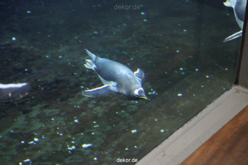 duesseldorf-aquazoo-009