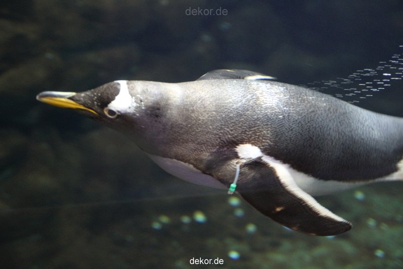 duesseldorf-aquazoo-011