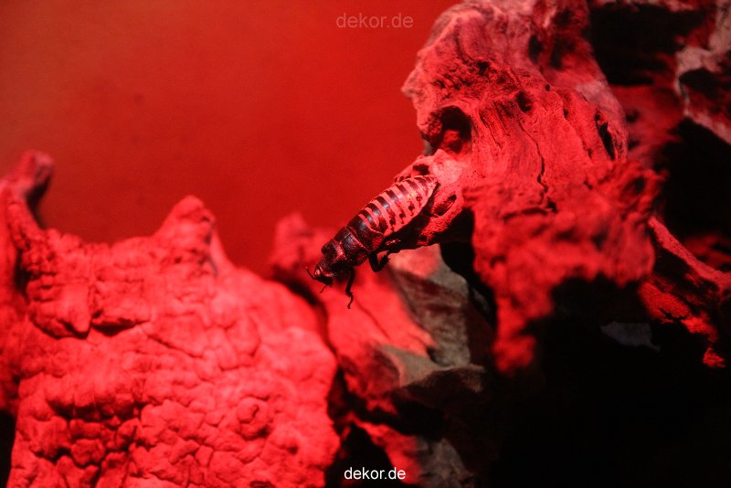 duesseldorf-aquazoo-018