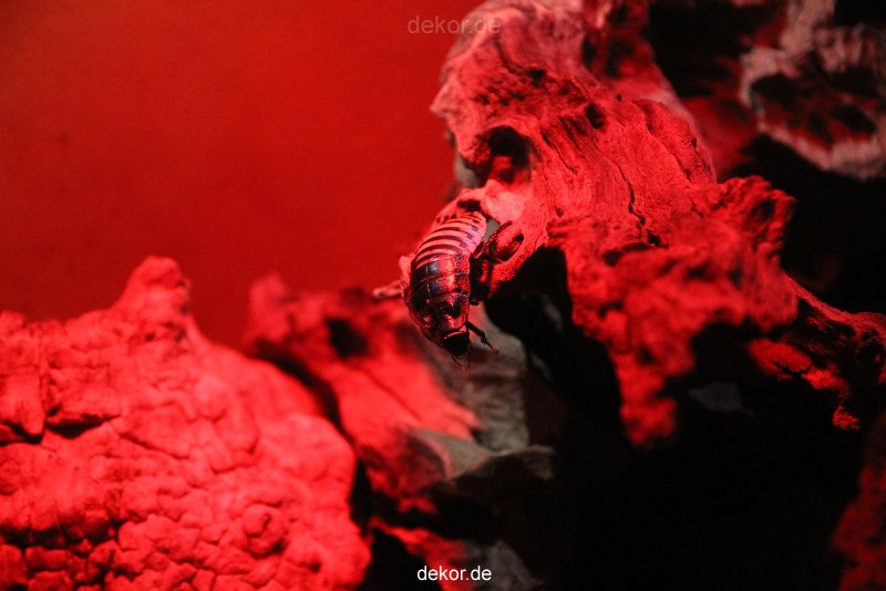 duesseldorf-aquazoo-019