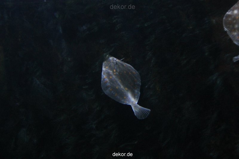 duesseldorf-aquazoo-025