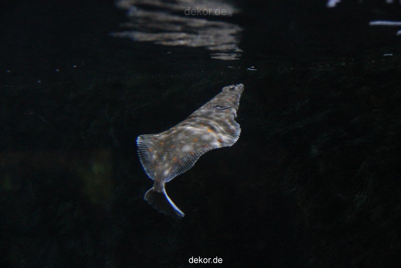 duesseldorf-aquazoo-026