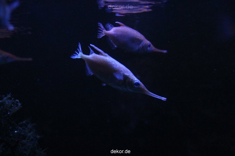 duesseldorf-aquazoo-029