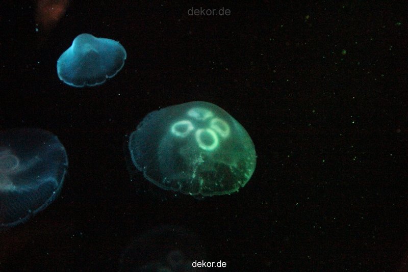 duesseldorf-aquazoo-032