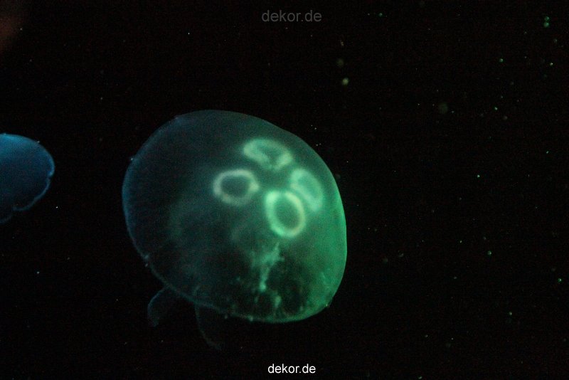 duesseldorf-aquazoo-033