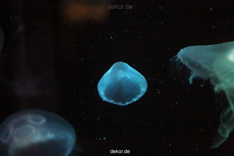 duesseldorf-aquazoo-034