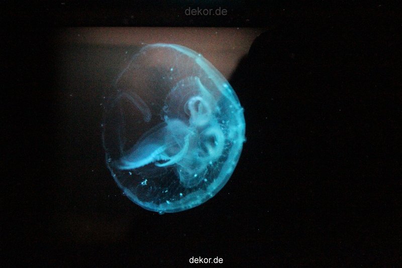 duesseldorf-aquazoo-035