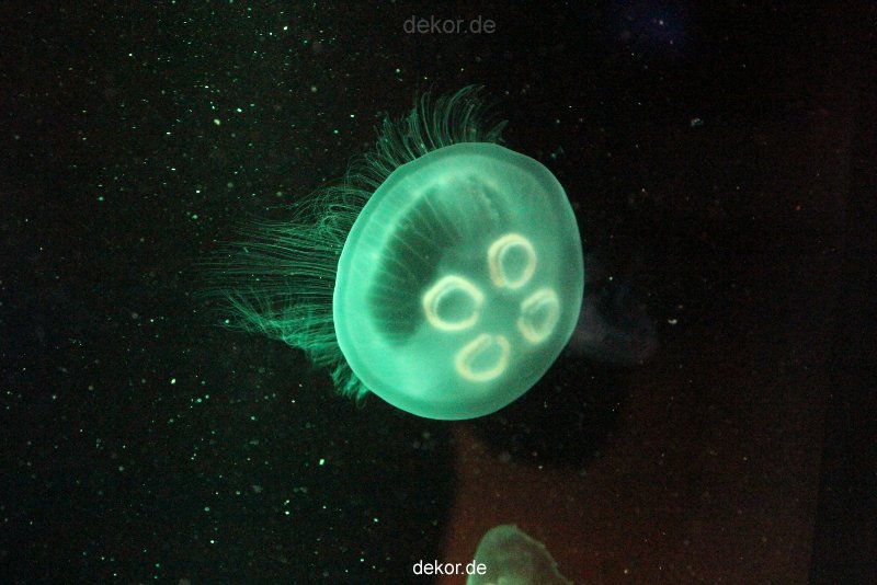 duesseldorf-aquazoo-040