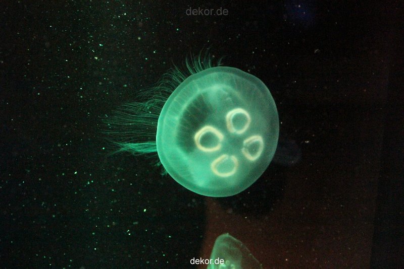 duesseldorf-aquazoo-042