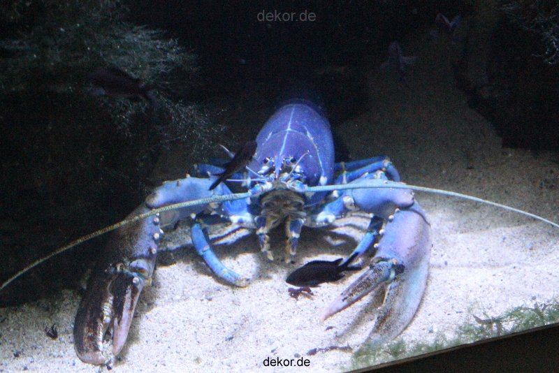 duesseldorf-aquazoo-043