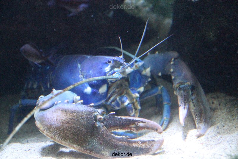 duesseldorf-aquazoo-044