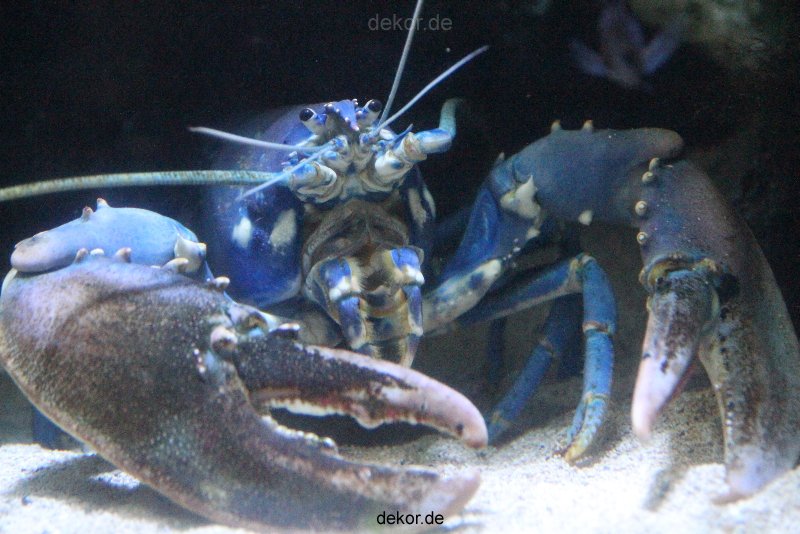 duesseldorf-aquazoo-045