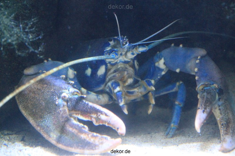 duesseldorf-aquazoo-046