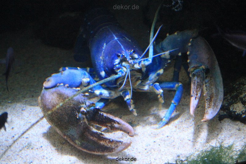 duesseldorf-aquazoo-047