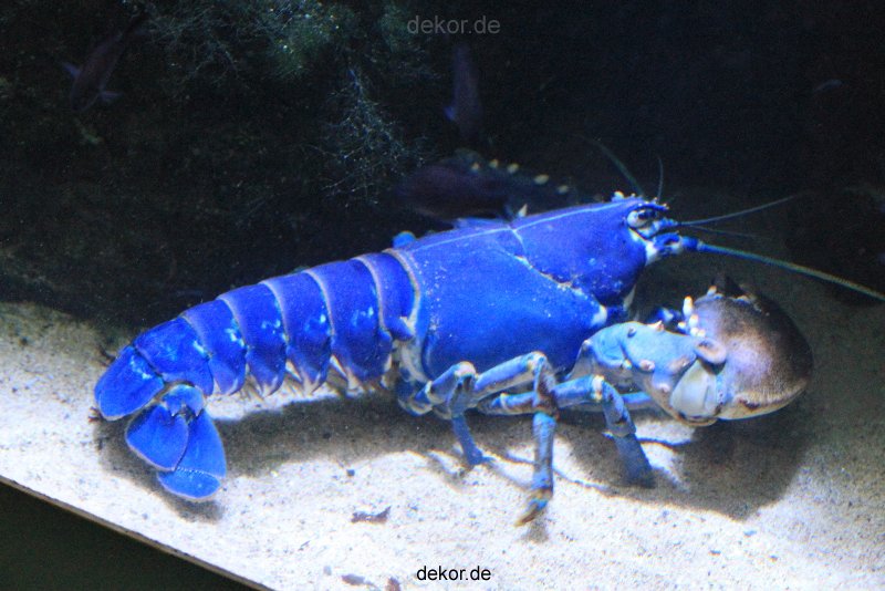 duesseldorf-aquazoo-049