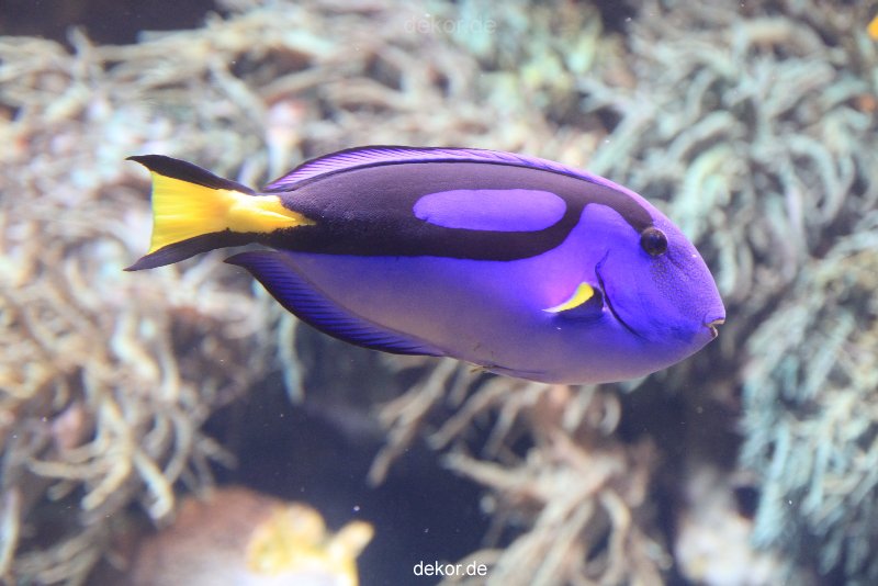 duesseldorf-aquazoo-072