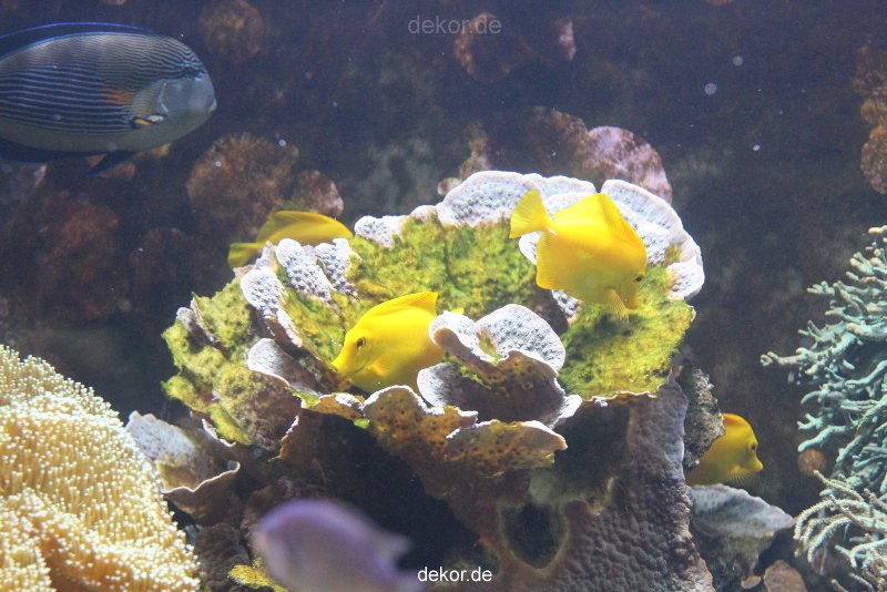 duesseldorf-aquazoo-078