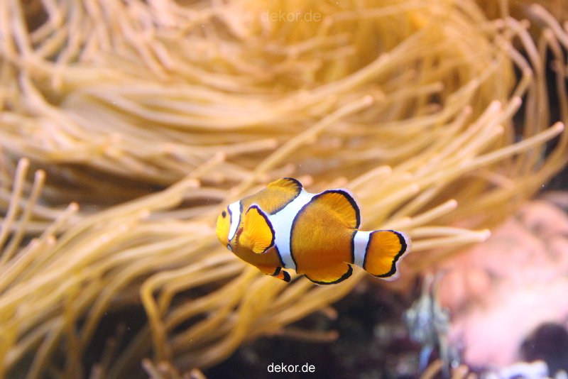 duesseldorf-aquazoo-081