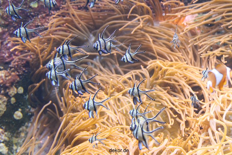 duesseldorf-aquazoo-083