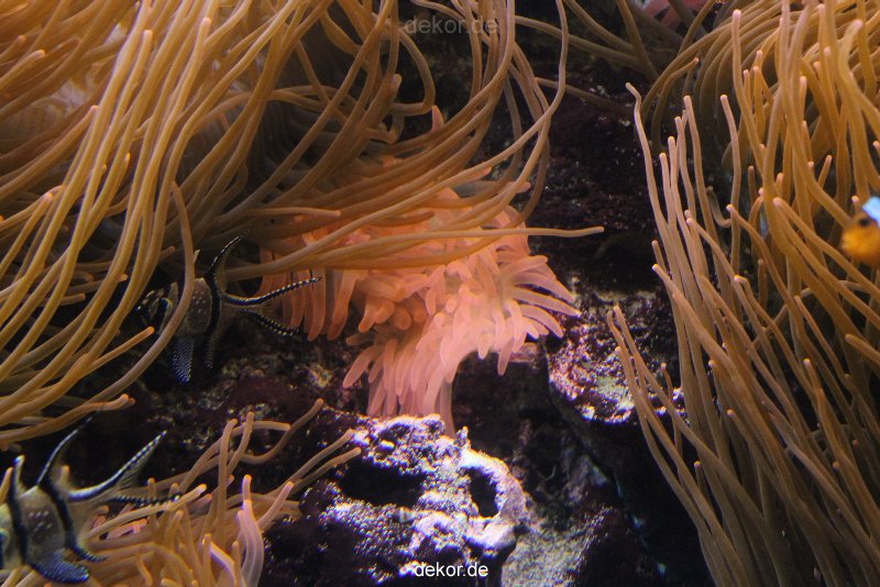 duesseldorf-aquazoo-089