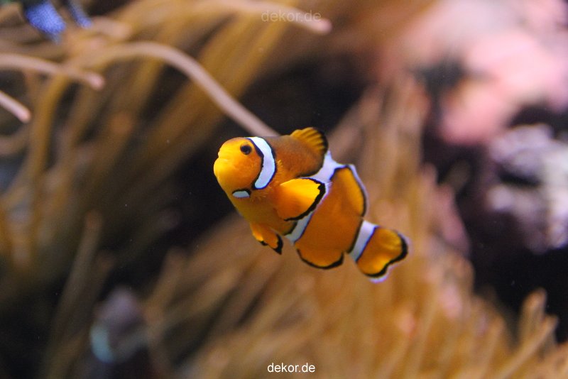 duesseldorf-aquazoo-096