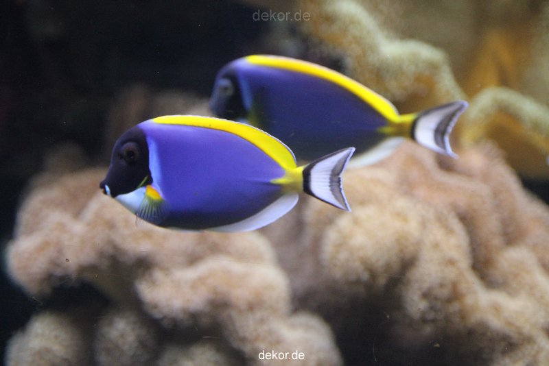 duesseldorf-aquazoo-100