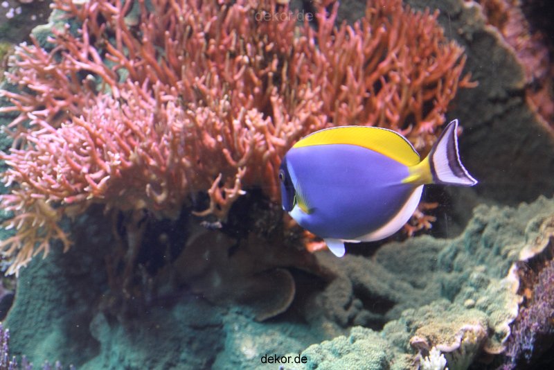 duesseldorf-aquazoo-110