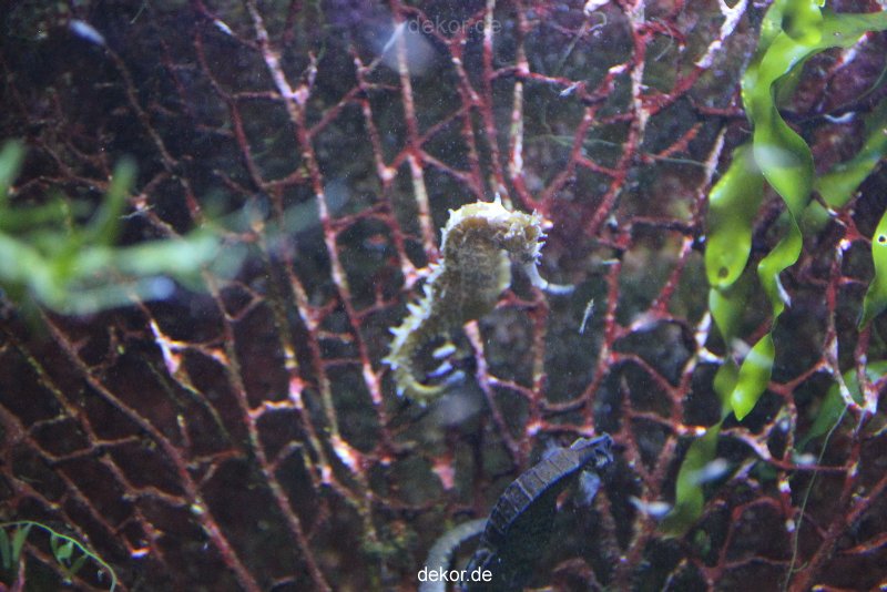 duesseldorf-aquazoo-114