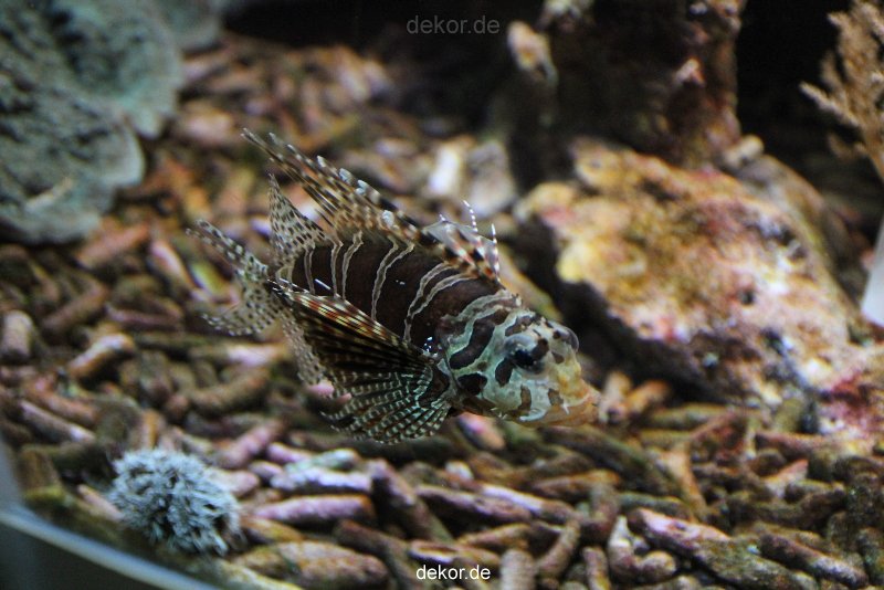 duesseldorf-aquazoo-119
