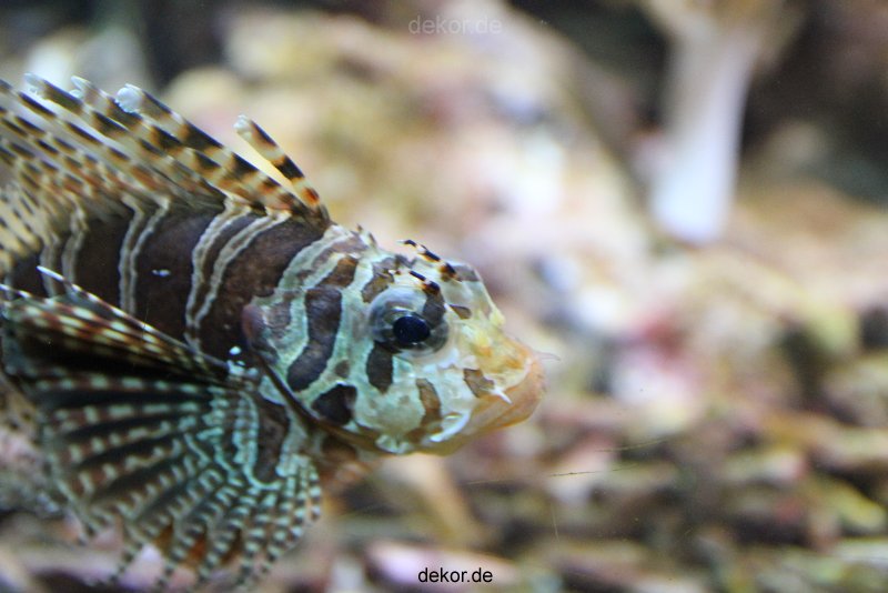 duesseldorf-aquazoo-122