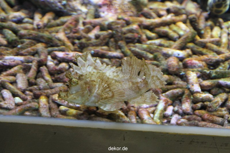 duesseldorf-aquazoo-125