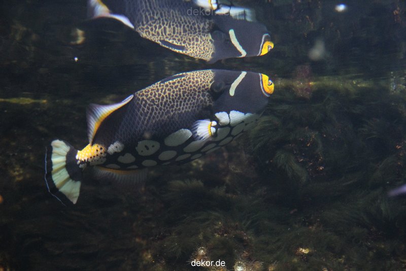 duesseldorf-aquazoo-126
