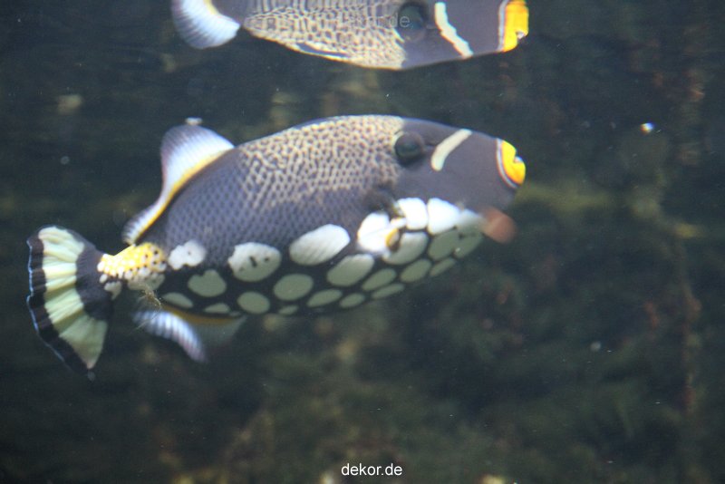 duesseldorf-aquazoo-127