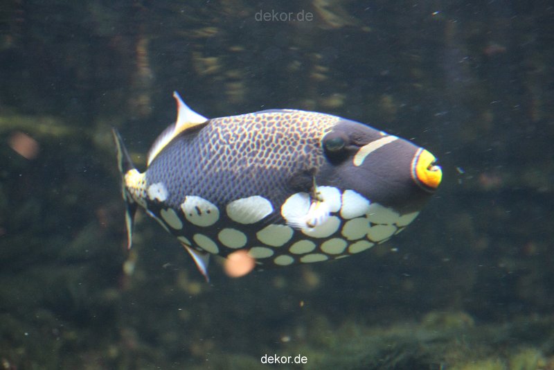 duesseldorf-aquazoo-128