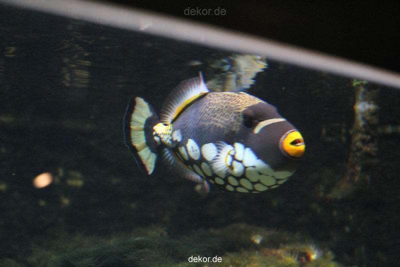 duesseldorf-aquazoo-129