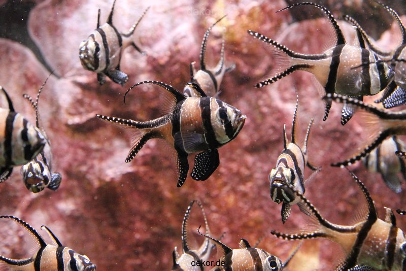 duesseldorf-aquazoo-144