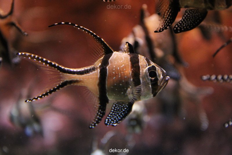 duesseldorf-aquazoo-147
