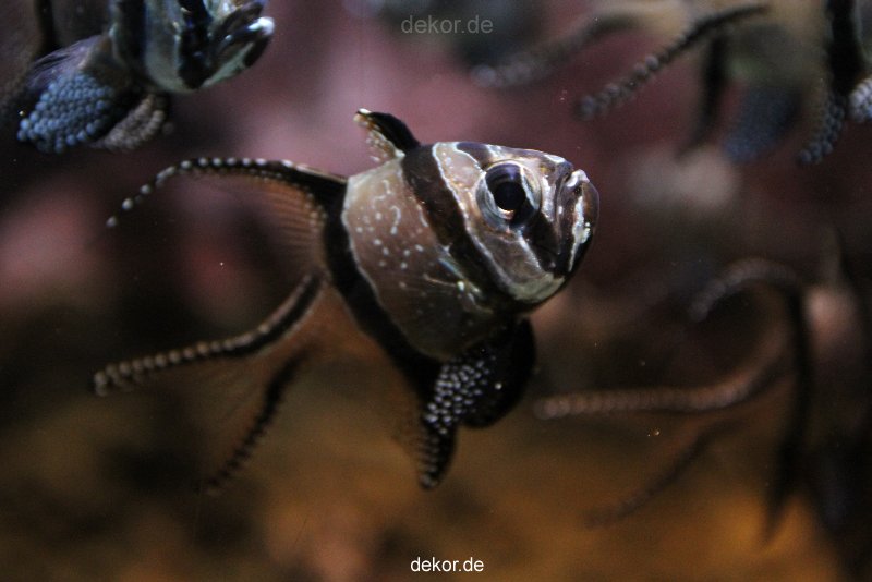 duesseldorf-aquazoo-148