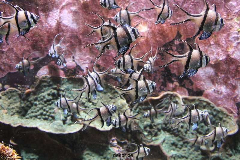 duesseldorf-aquazoo-151