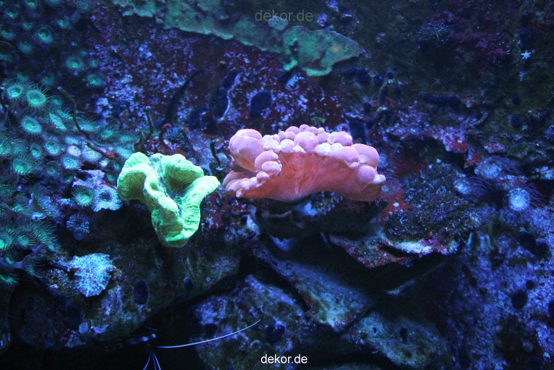 duesseldorf-aquazoo-152