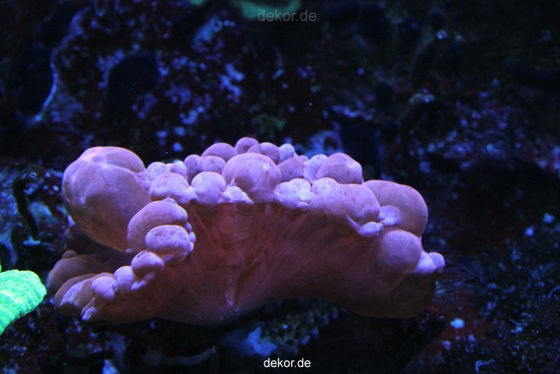 duesseldorf-aquazoo-156