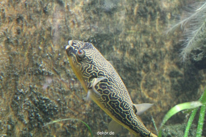 duesseldorf-aquazoo-163