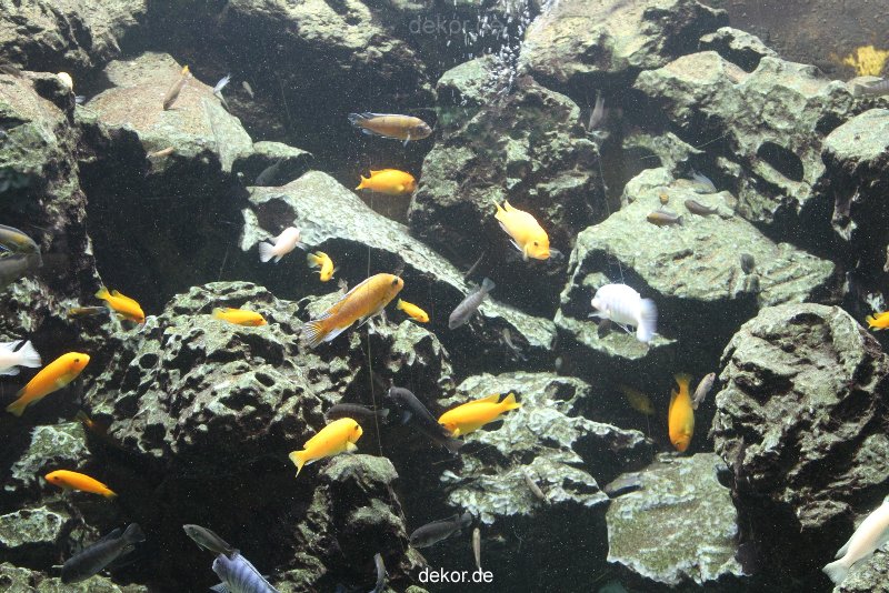 duesseldorf-aquazoo-164