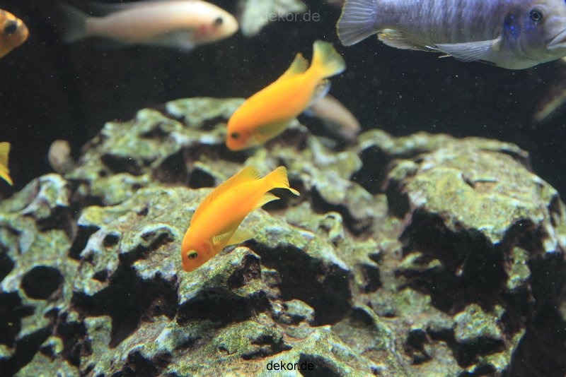 duesseldorf-aquazoo-171