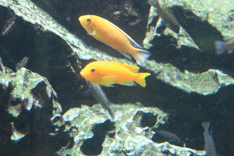 duesseldorf-aquazoo-176