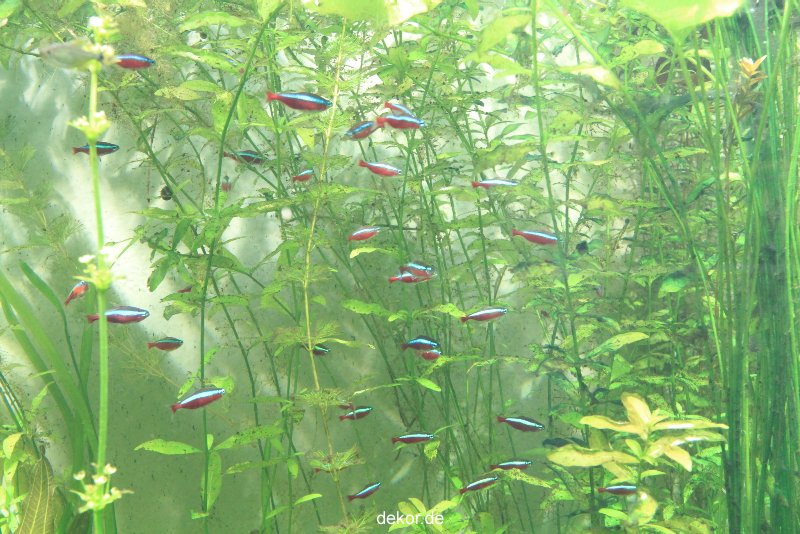duesseldorf-aquazoo-200