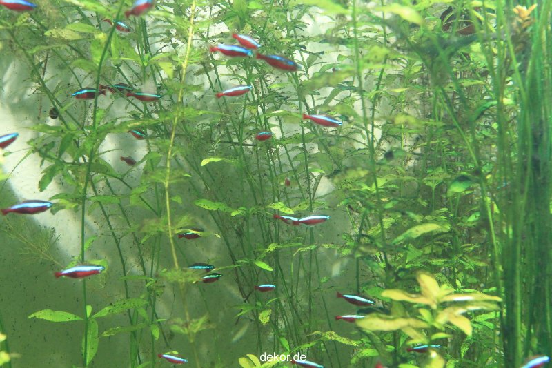 duesseldorf-aquazoo-201