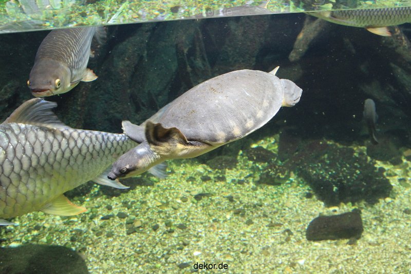 duesseldorf-aquazoo-206