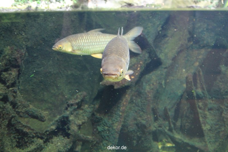 duesseldorf-aquazoo-208